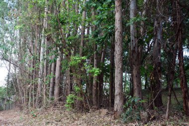 Yere düşen kuru yapraklarla okaliptüs fidanlığı, yatay bitki örtüsü, dokuya iyi gelen kahverengi orman ve metin için alan..
