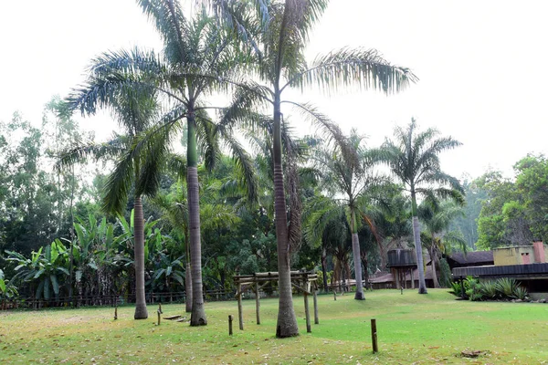 Parks Und Garden Mit Green Grass Coconut Trees Vegetation Blumen — Stockfoto