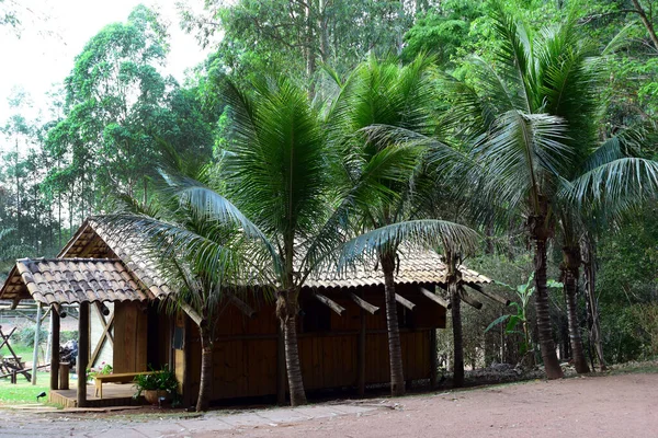 Beaux Parcs Jardins Avec Herbe Noix Coco Verte Légumineuses Fleurs — Photo