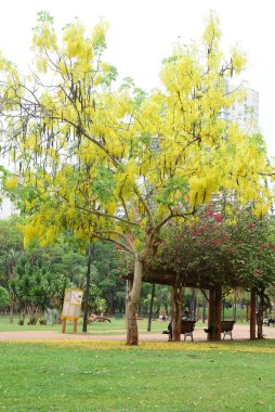 Sarı çiçekli şehir parkı, yere düşen yapraklar ve yürüyüş, dinlenme ve egzersiz için bahçe.