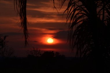 Güzel gün batımı, kızılımsı gökyüzü, ağaç dalları siluette