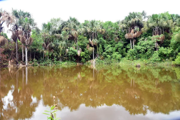 See Mit Dunklem Wasser Umgeben Von Heimischem Wald — Stockfoto