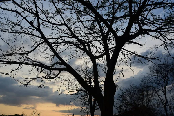 Belo Pôr Sol Com Céu Avermelhado Galhos Árvore Uma Silhueta — Fotografia de Stock