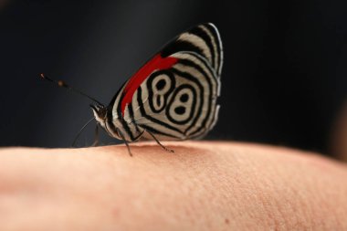 Kanatlarında siyah ve beyaz çizimleri olan güzel kelebek, yaşayan doğa.