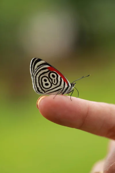 Piękny Motyl Czarno Białymi Wzorami Skrzydłach Żywa Natura — Zdjęcie stockowe
