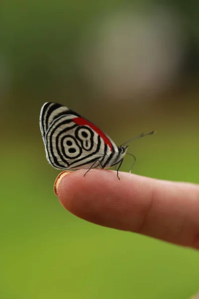 Красивая Бабочка Черно Белыми Узорами Крыльях Живая Природа — стоковое фото