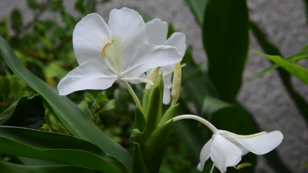 Bel Fiore Bianco Giardino Ondeggiante Leggermente — Video Stock