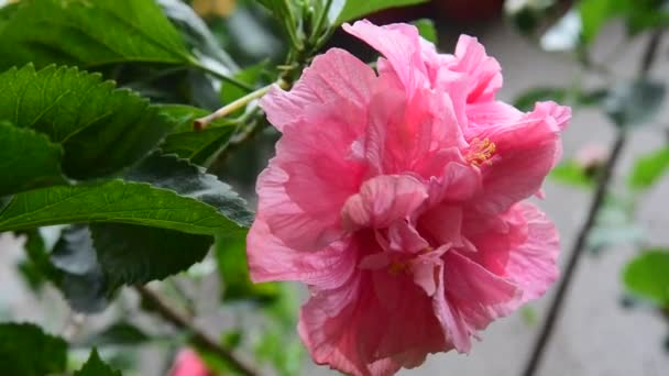 Bela Flor Vermelha Rosa Jardim Balançando Ligeiramente — Vídeo de Stock