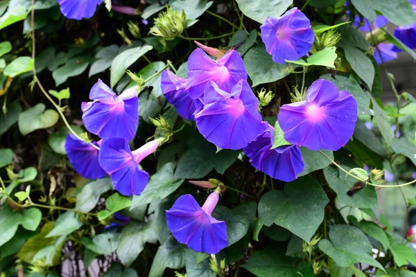 Hermosas Flores Típicas Rocas Jardín Verano — Foto de Stock
