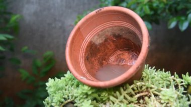 İçinde durgun su bulunan terk edilmiş konteynır camları, Aedes aegypti larvalarının çoğaldığı yer, dang, chikungunya, Zika virüsü, salgın hastalık