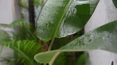 Güzel pembe orkide çiçekleri bahçede, hafif yağmurun altında..