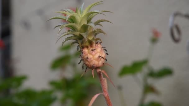Small Fruit Garden Pineapple Flower — 图库视频影像