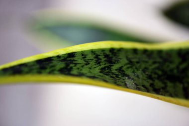 Bahçe dokusu, çiçekler ve bitkiler için bulanık makro fotoğraf, odaklanmamış