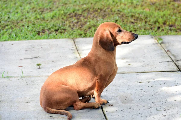Kahverengi Köpek Yerde Oturmuş Ileriye Bakıyor — Stok fotoğraf