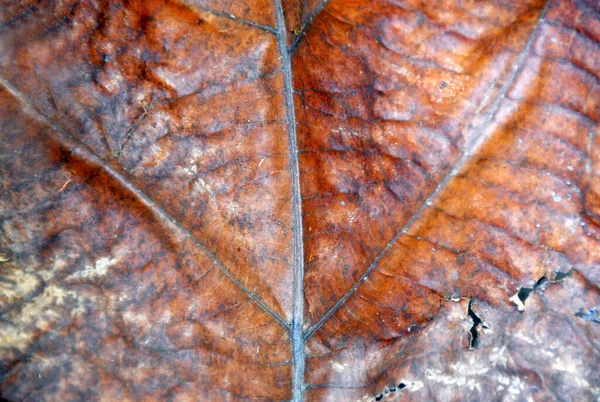 추상적 나뭇잎 텍스트를 — 스톡 사진