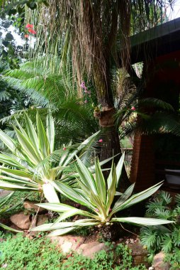 Ağaçlar ve bahçeler arasında yol, çiçekler ve ağaçlarla çevrili doğa.