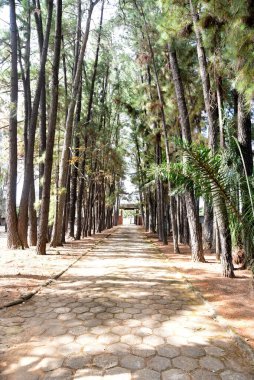 Ağaçlar ve bahçeler arasında yol, doğa ile çevrili kaldırım.
