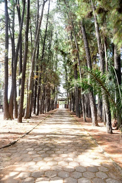 Caminho Entre Árvores Jardins Calçada Com Natureza Redor — Fotografia de Stock