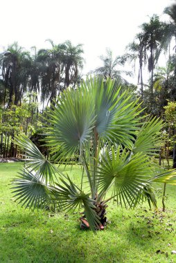 Ağaçlar ve bahçeler arasında yol, çiçekler ve ağaçlarla çevrili doğa.