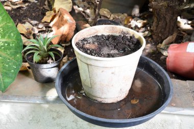 abandoned plastic packaging with stagnant dirty water inside. close view. mosquitoes in potential breeding sites. disease transmissio