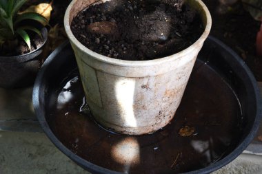 abandoned plastic packaging with stagnant dirty water inside. close view. mosquitoes in potential breeding sites. disease transmissio