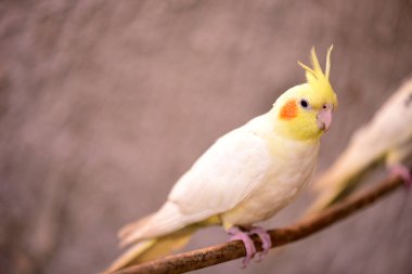Kafasında sarı tüyler olan küçük vahşi kuş kakaosu, bulanık makro fotoğraf.