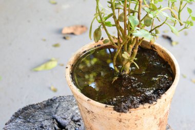 abandoned plastic packaging with stagnant dirty water inside. close view. mosquitoes in potential breeding sites. disease transmissio