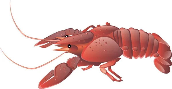 Realistic Red Swamp Crayfish Isolated Illustration One Big Freshwater North — Stock Photo, Image