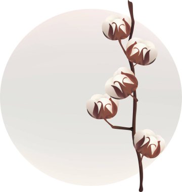 Cotton with place for text. cotton on a light background. White cotton buds and brown branches. 