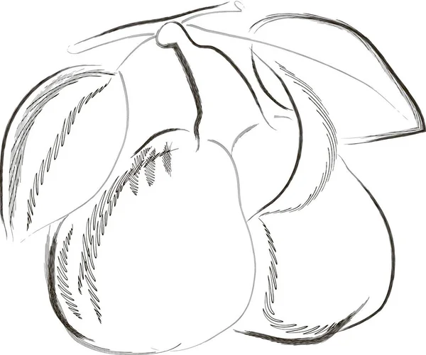 Pear drawing. Summer fruit engraved style illustration. Detailed vegetarian food sketch. Great for label, poster, print