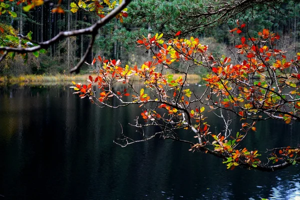 Podzimní odrazy. — Stock fotografie