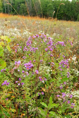 Güzel kır çiçekleri bulutlu bir sonbahar gününde. Indiana Dunes Ulusal Parkı, Indiana, ABD