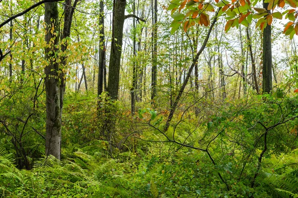 Krásná Podzimní Krajina Deštivého Rána Indiana Dunes National Park Indiana — Stock fotografie