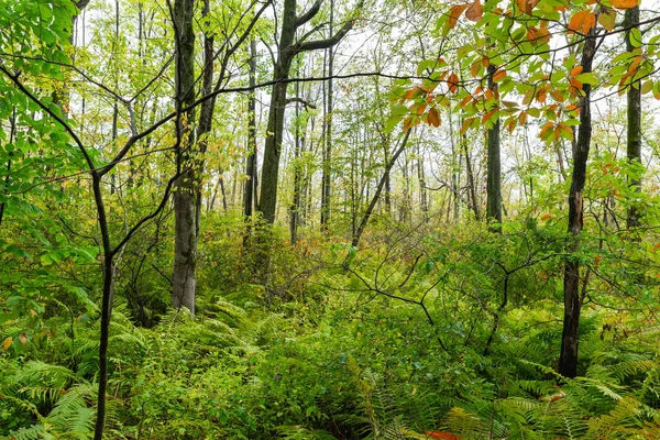 Vackert Höstlandskap Regnig Morgon Indiana Dunes National Park Indiana Usa — Stockfoto