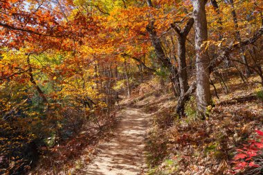Düşen renkli ağaçların arasında toprak yürüyüş patikası. Aç Rock State Park, Illinois, ABD