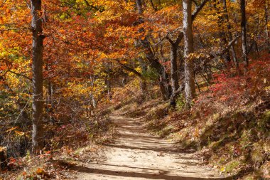 Düşen renkli ağaçların arasında toprak yürüyüş patikası. Aç Rock State Park, Illinois, ABD
