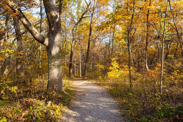Düşen renkli ağaçların arasında toprak yürüyüş patikası. Aç Rock State Park, Illinois, ABD