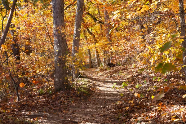 Düşen renkli ağaçların arasında toprak yürüyüş patikası. Aç Rock State Park, Illinois, ABD
