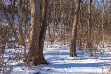 Kış karından sonra Illinois Kanyonu 'nda yürüyüş yapmak. Aç Rock State Park, Illinois, ABD.