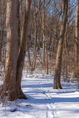 Kış karından sonra Illinois Kanyonu 'nda yürüyüş yapmak. Aç Rock State Park, Illinois, ABD.
