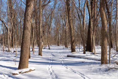 Kış karından sonra Illinois Kanyonu 'nda yürüyüş yapmak. Aç Rock State Park, Illinois, ABD.