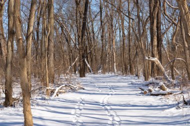 Kış karından sonra Illinois Kanyonu 'nda yürüyüş yapmak. Aç Rock State Park, Illinois, ABD.
