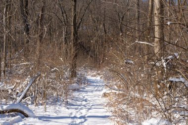 Kış karından sonra Illinois Kanyonu 'nda yürüyüş yapmak. Aç Rock State Park, Illinois, ABD.