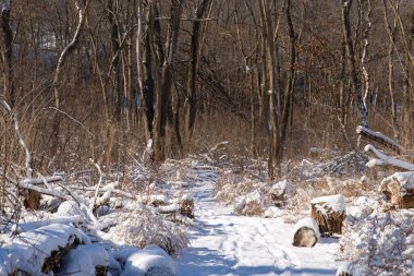 Kış karından sonra Illinois Kanyonu 'nda yürüyüş yapmak. Aç Rock State Park, Illinois, ABD.
