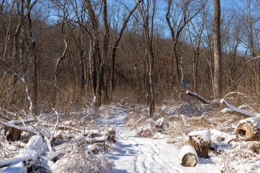 Kış karından sonra Illinois Kanyonu 'nda yürüyüş yapmak. Aç Rock State Park, Illinois, ABD.