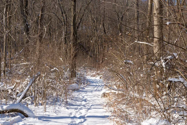 Kış karından sonra Illinois Kanyonu 'nda yürüyüş yapmak. Aç Rock State Park, Illinois, ABD.