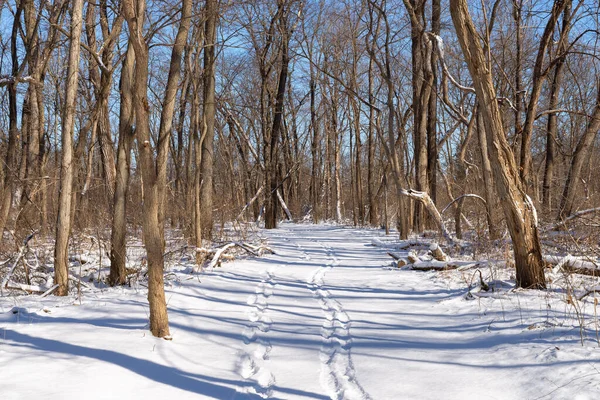 Kış karından sonra Illinois Kanyonu 'nda yürüyüş yapmak. Aç Rock State Park, Illinois, ABD.