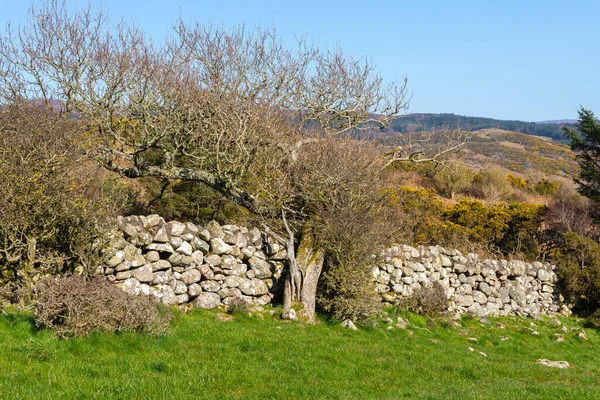 Gammal Stenmur Skotsk Landsbygd Vacker Vårmorgon Sandy Hills Beach Dalbeattie — Stockfoto