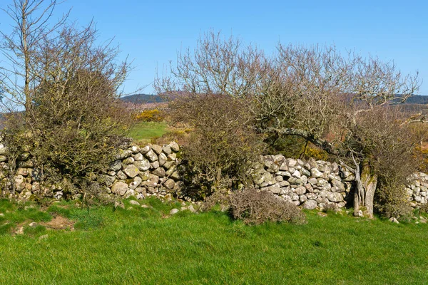 Stará Kamenná Zeď Skotské Krajině Krásného Jarního Rána Sandy Hills — Stock fotografie