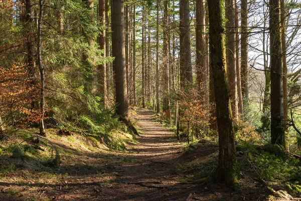 오후에 렵혀진 길이었다 Dalbeattie Forest Town Woods Dalbeattie Scotland — 스톡 사진